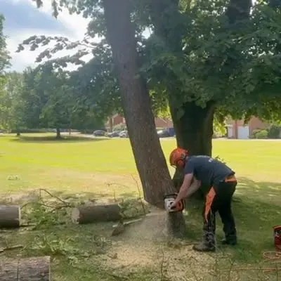 ALLSEASONS TREE SURGERY LTD logo